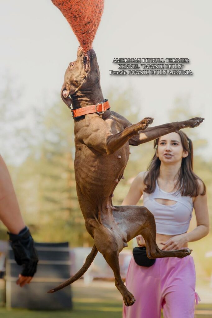 Sport winner and dog show winner american pitbull terrier Dognik Bulls Abronia. Chocolate rednose apbt