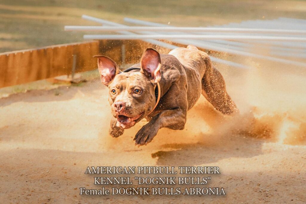 Sport winner and dog show winner american pitbull terrier Dognik Bulls Abronia. Chocolate rednose apbt