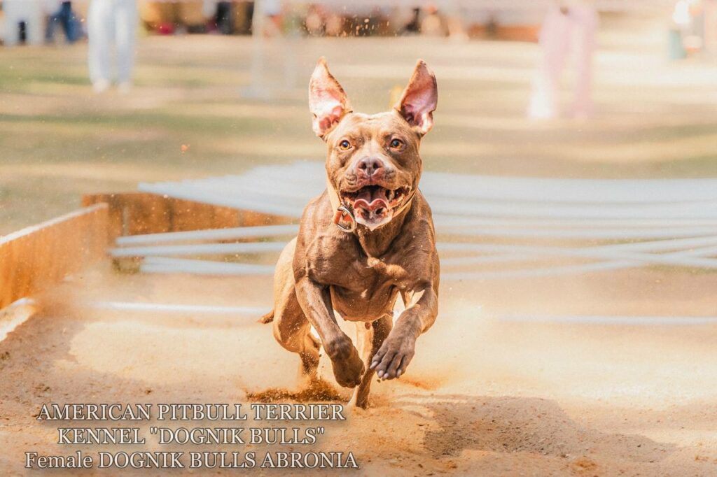 Sport winner and dog show winner american pitbull terrier Dognik Bulls Abronia. Chocolate rednose apbt