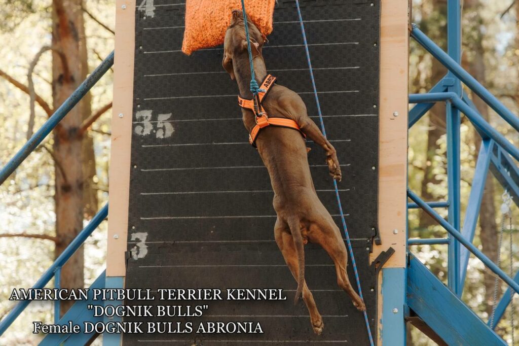 Sport winner and dog show winner american pitbull terrier Dognik Bulls Abronia. Chocolate rednose apbt