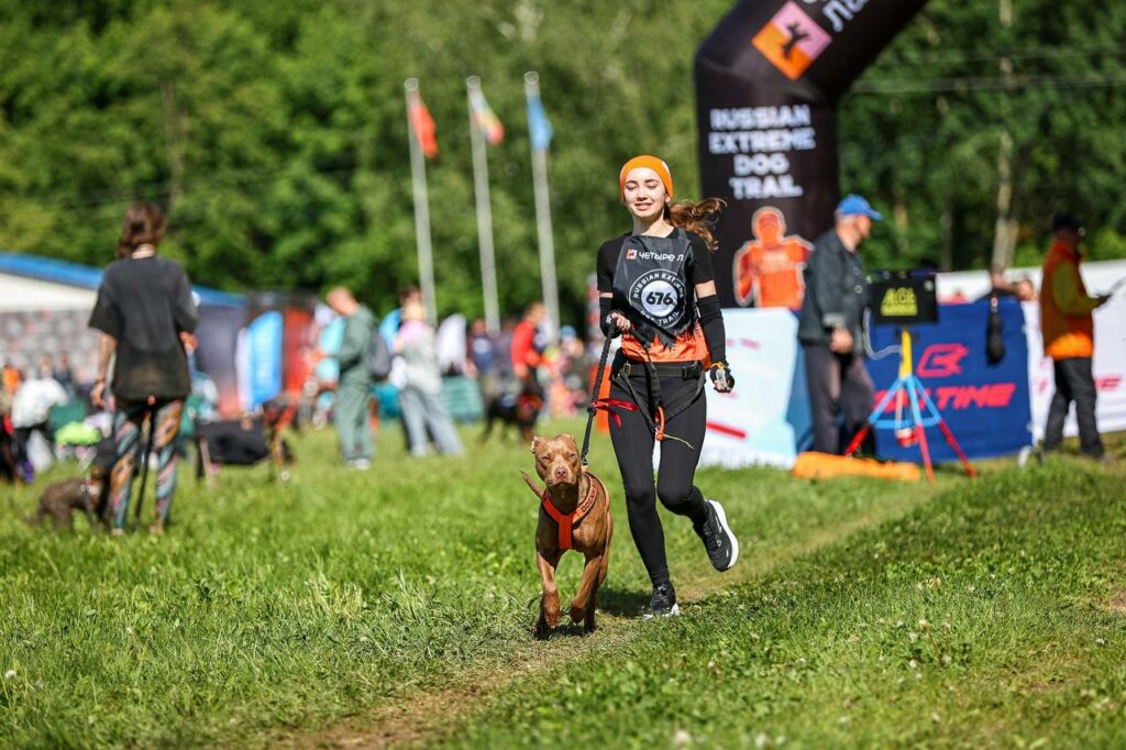 American pitbull terrier Dognik Bulls Abronia show hight results on dog run competitions in Moscow, Russia on May, 30 2026. American pitbull terrier kennelvDognik Bulls- sport apbt's born here. Delivery worldwide