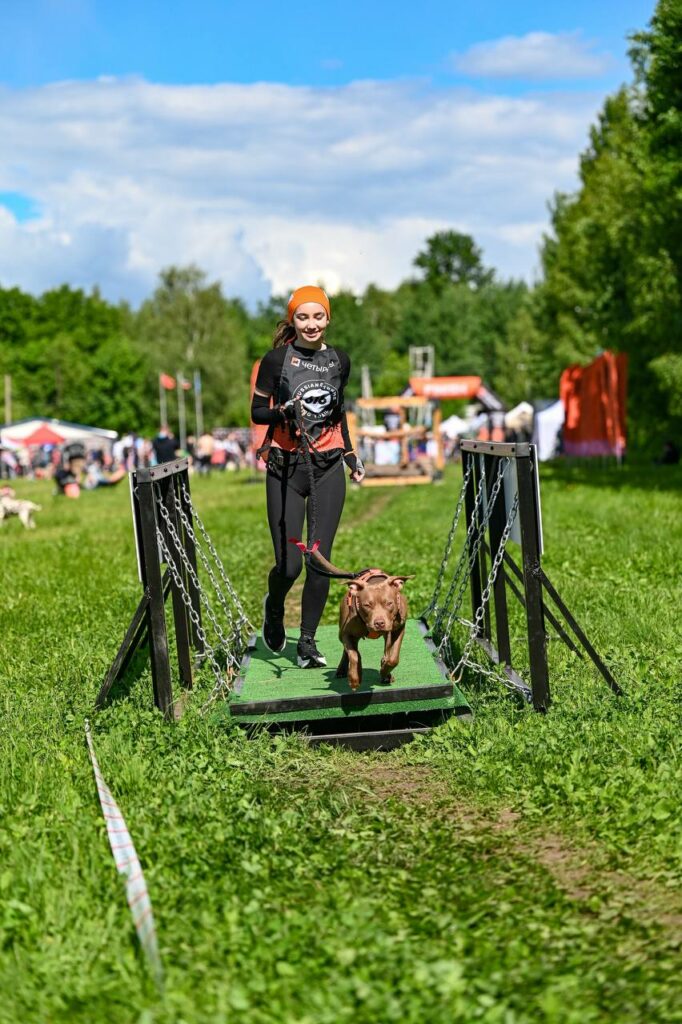American pitbull terrier Dognik Bulls Abronia show hight results on dog run competitions in Moscow, Russia on May, 30 2026. American pitbull terrier kennelvDognik Bulls- sport apbt's born here. Delivery worldwide