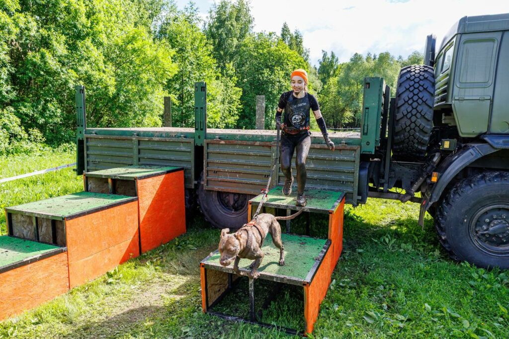 American pitbull terrier Dognik Bulls Abronia show hight results on dog run competitions in Moscow, Russia on May, 30 2026. American pitbull terrier kennelvDognik Bulls- sport apbt's born here. Delivery worldwide
