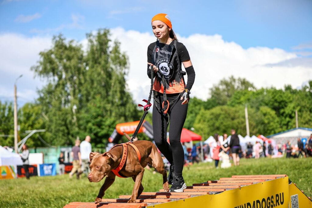 American pitbull terrier Dognik Bulls Abronia show hight results on dog run competitions in Moscow, Russia on May, 30 2026. American pitbull terrier kennelvDognik Bulls- sport apbt's born here. Delivery worldwide