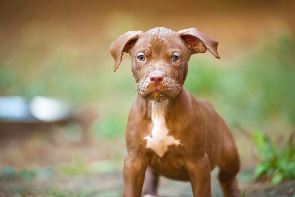 Pitbullterrier puppy Dognik Bulls