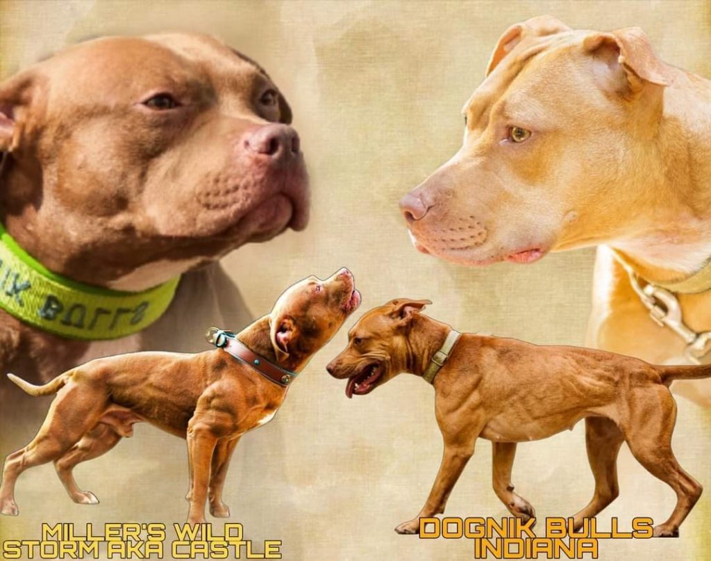 Old family red store pitbulls