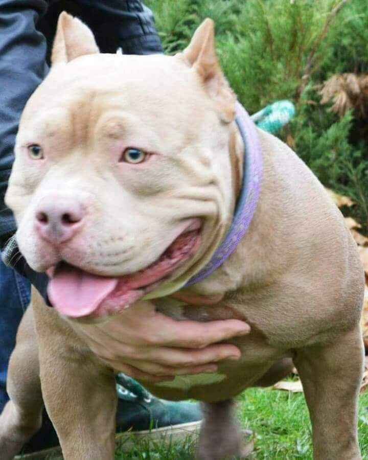 American best sale bully standard