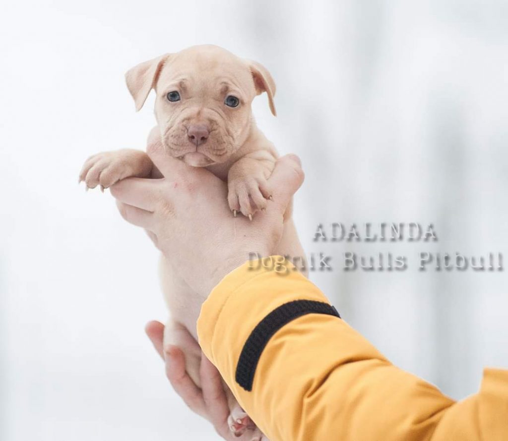 American Pitbull terrier puppies for sale