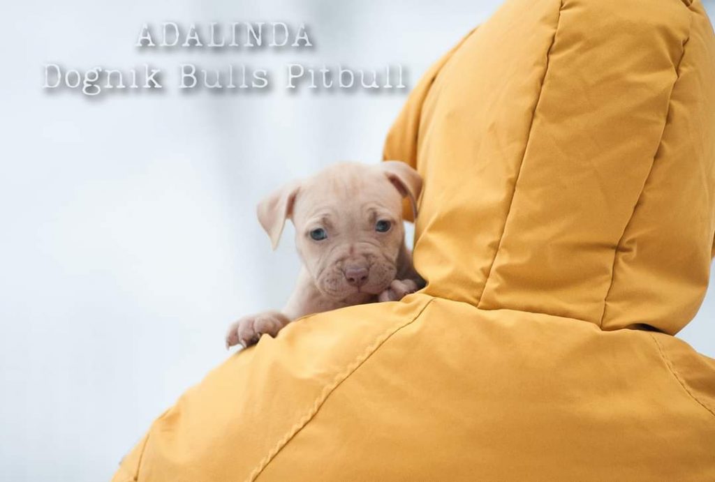 American Pitbull terrier puppies for sale