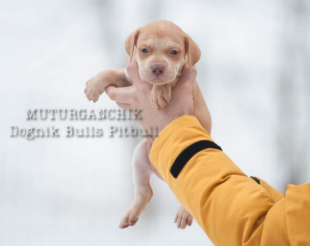 American Pitbull terrier puppies for sale