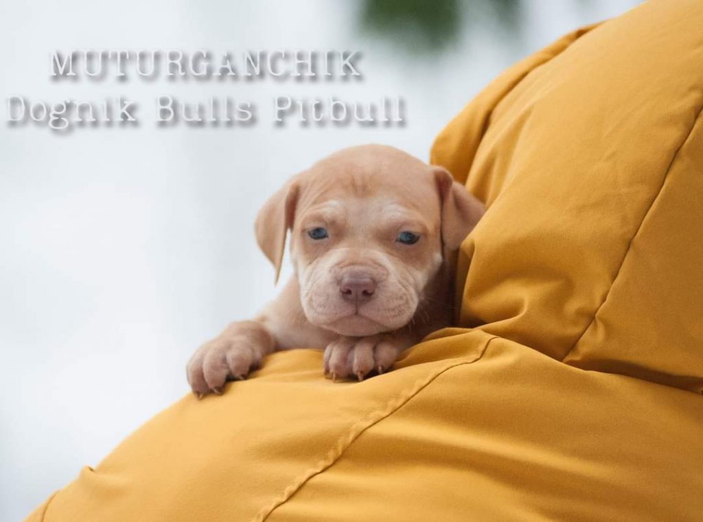 American Pitbull terrier puppies for sale
