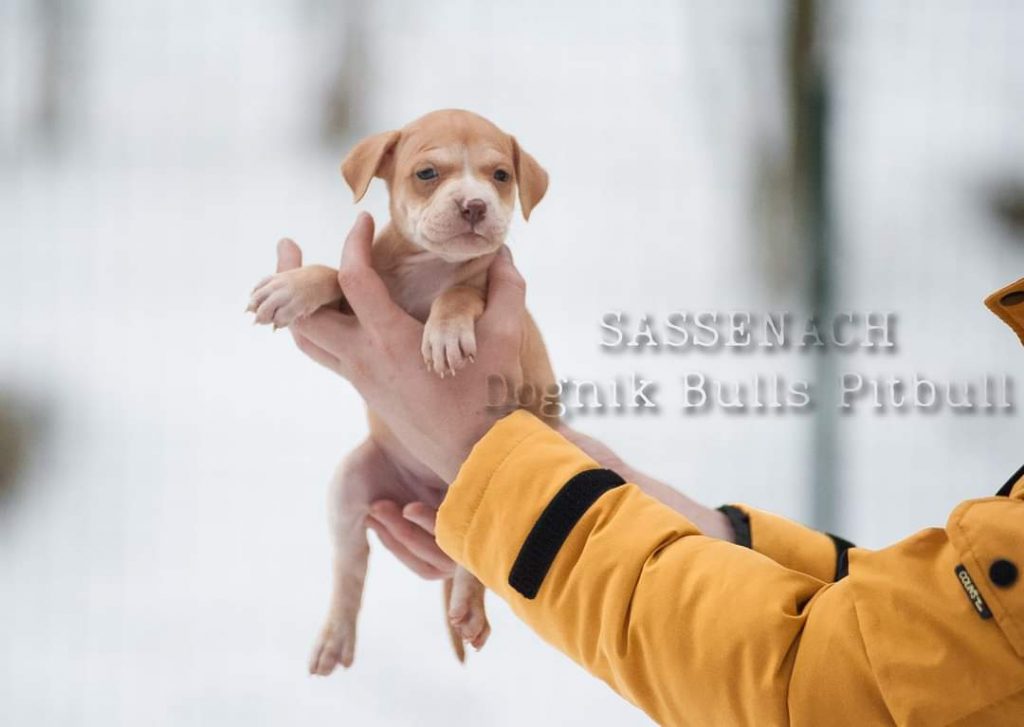 American Pitbull terrier puppies for sale
