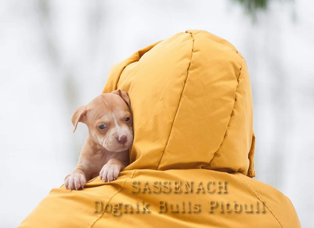 American Pitbull terrier puppies for sale