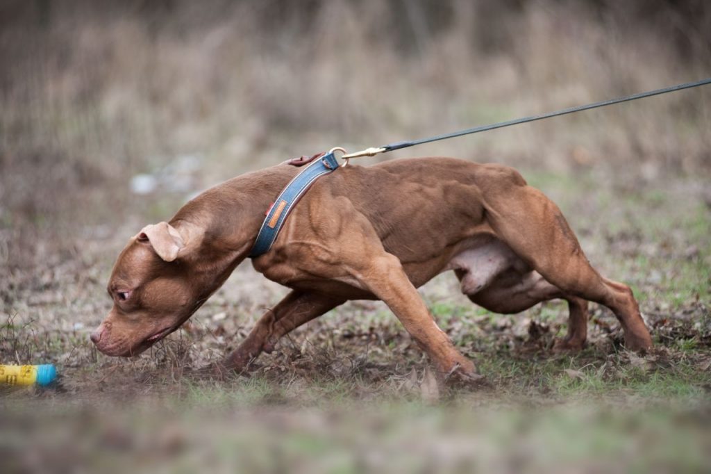 Chocolate red nose pitbull best sale for sale