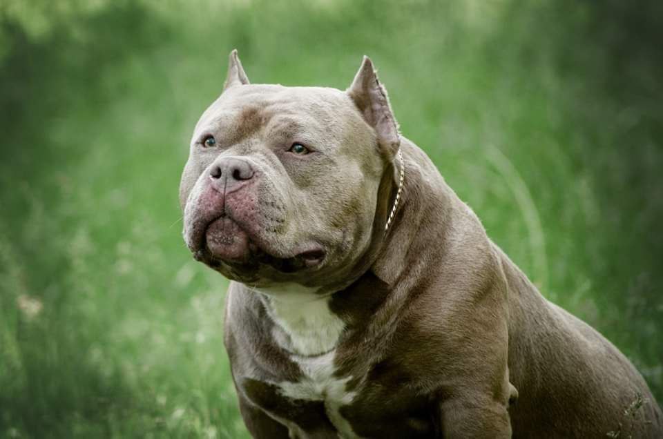 Pocket American Bully Puppies for Sale, Top American Bully Breeders