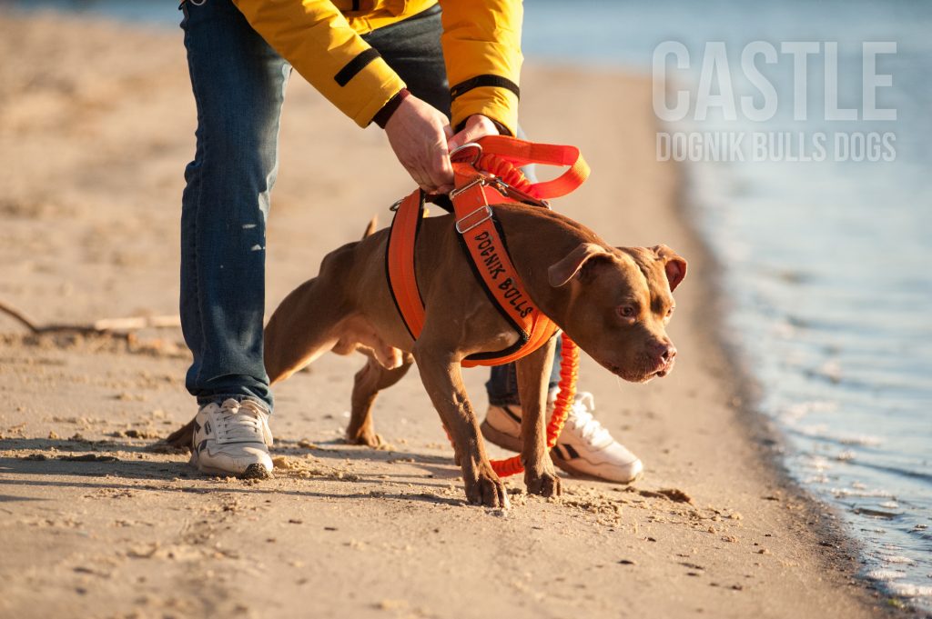 Race de pitbull caract re et critiques DOGNIK BULLS