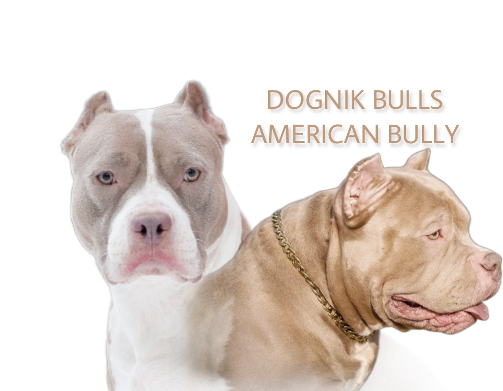 American bully hot sale kennel names