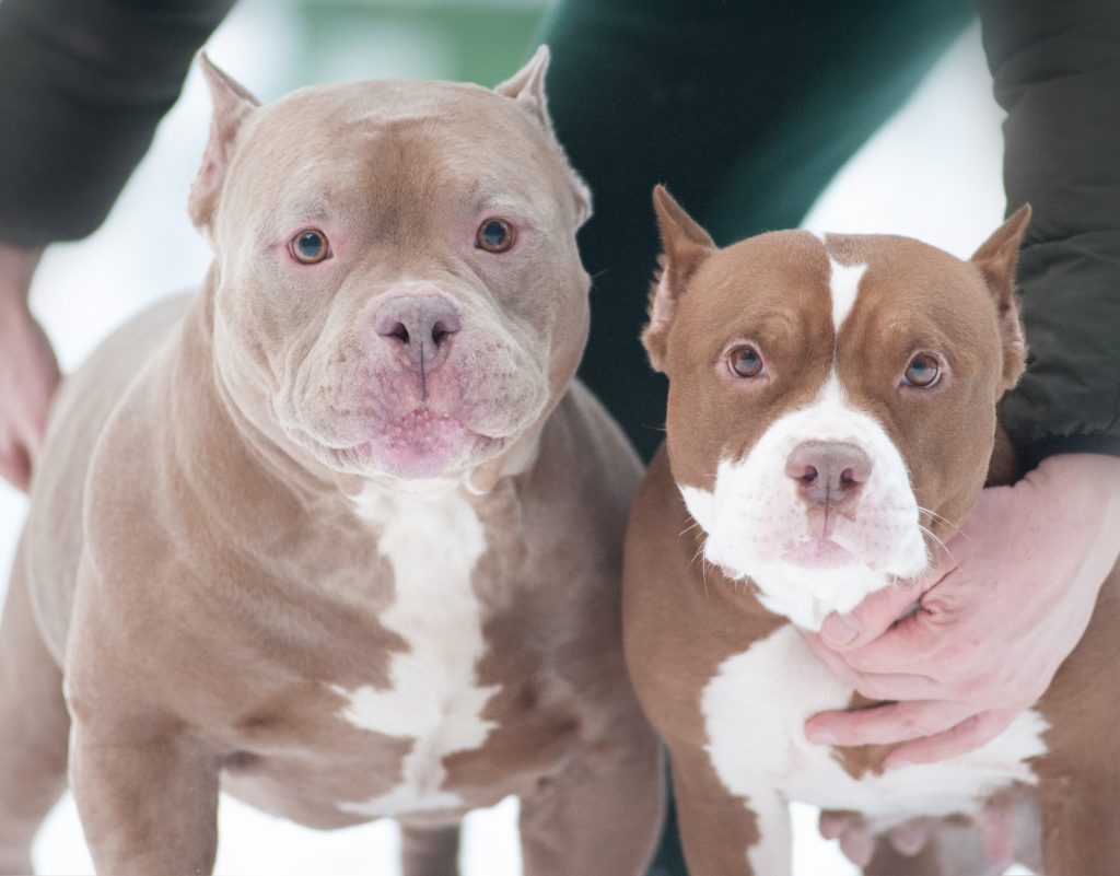 American bully photo description de la race DOGNIK BULLS