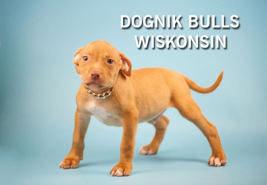 Pedigree pitbull store puppies for sale