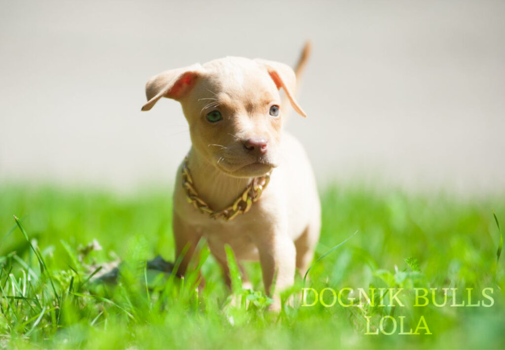 Pitbull terrier puppy for sale near me