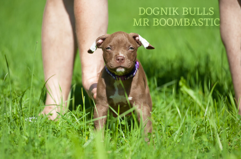 American pitbull terrier Dognik Bulls Mr Boombastic