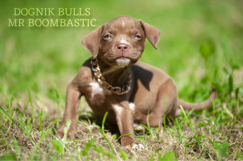 Pitbull terrier kennel Pennsylvania