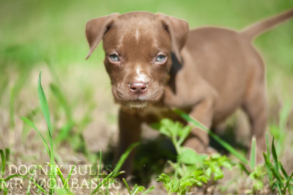 Pitbull terrier kennel Tennessee