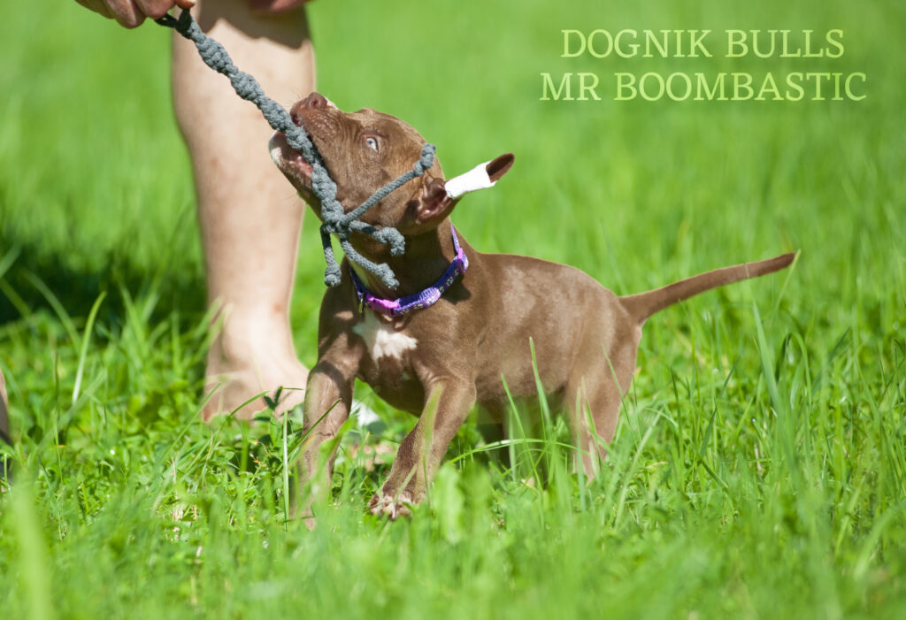 American pitbull terrier Dognik Bulls Mr Boombastic