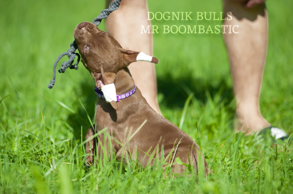 American pitbull terrier Dognik Bulls Mr Boombastic