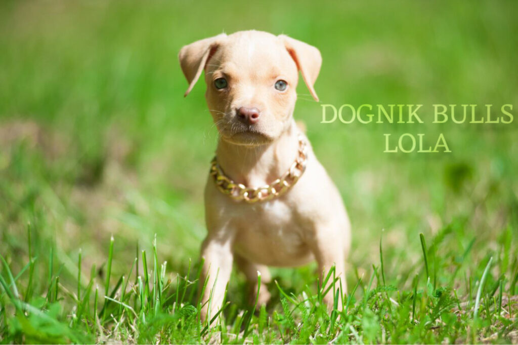 Dognik Bulls Lola