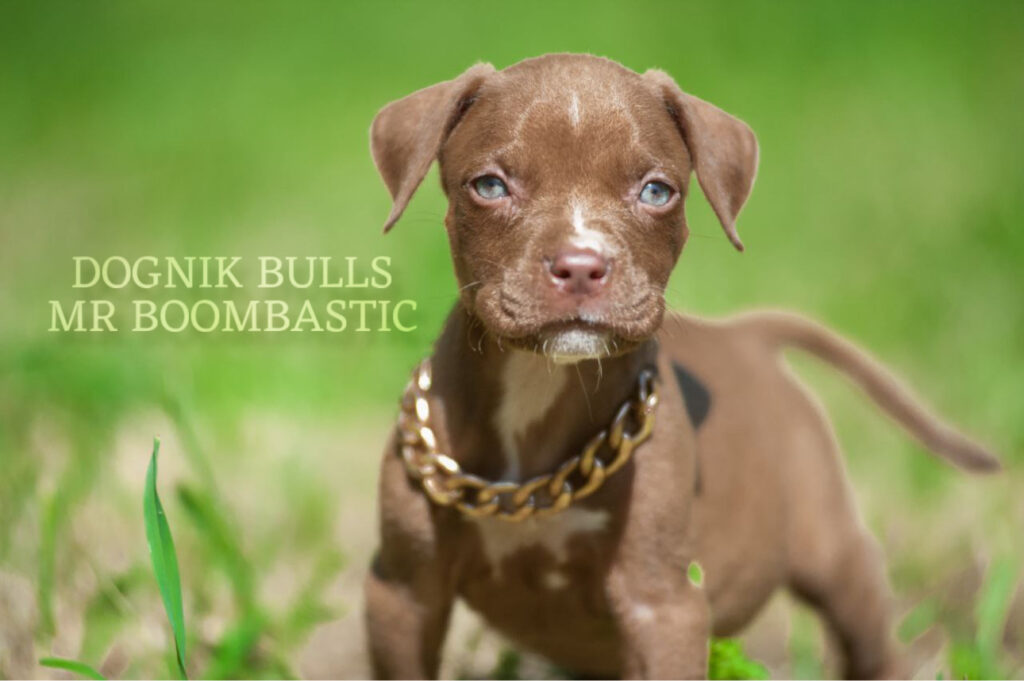 Pitbull terrier kennel Rhode Island