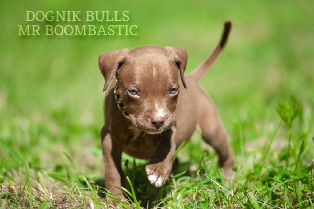 Pitbull terrier Dognik Bulls Mr Boombastic