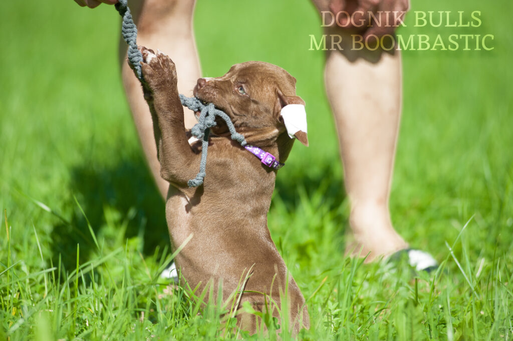 American pitbull terrier Dognik Bulls Mr Boombastic