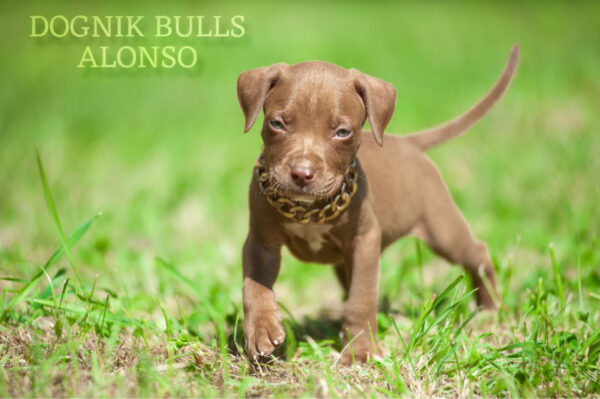 Pitbull terrier kennel North Carolina