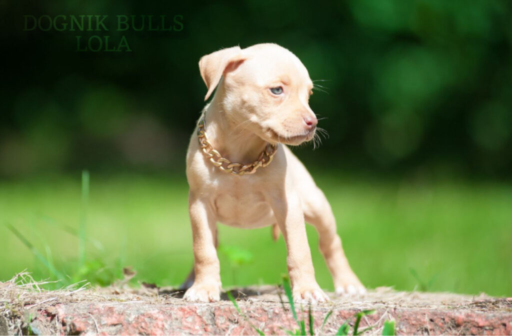 White pitbull terrier puppy for sale