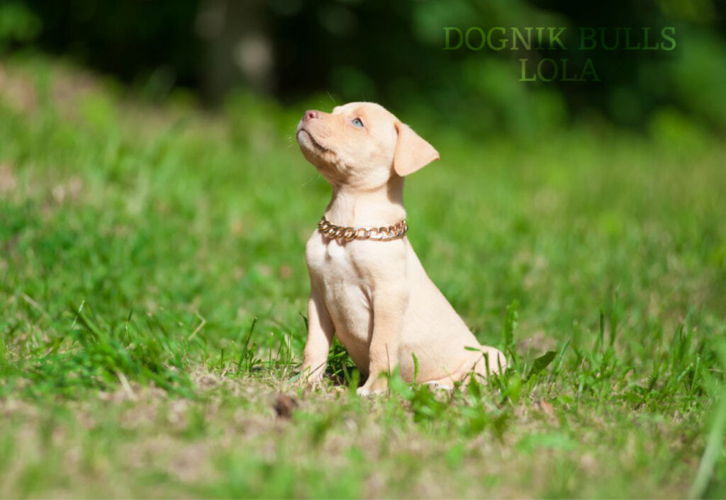 American pitbull terrier Dognik Bulls kennel