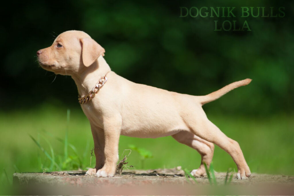 Old family Red nose pitbull puppy