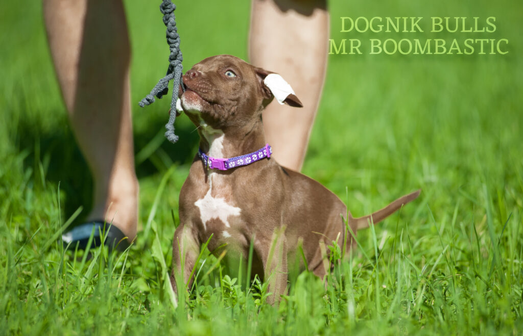 American pitbull terrier Dognik Bulls Mr Boombastic