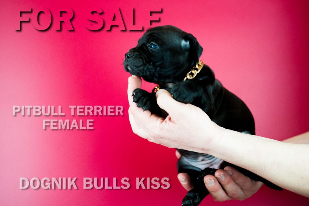 Buy 2025 black pitbull