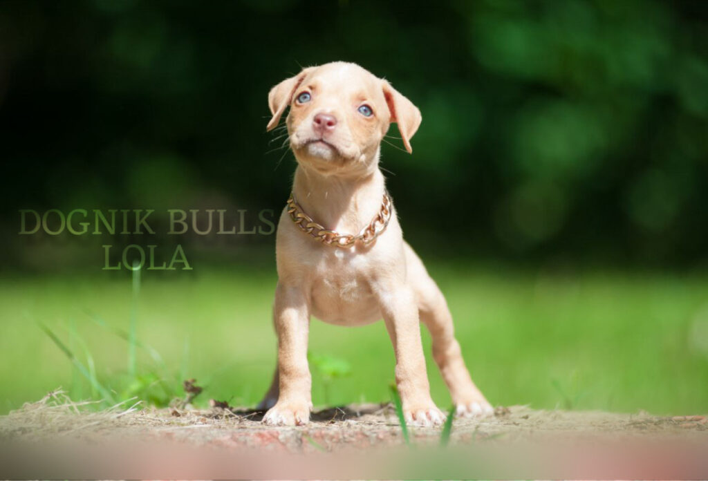 Creme pitbull terrier puppy for sale