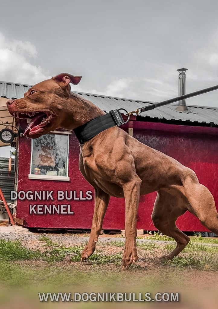 ADBA pitbull terrier kennel DOGNIK BULLS