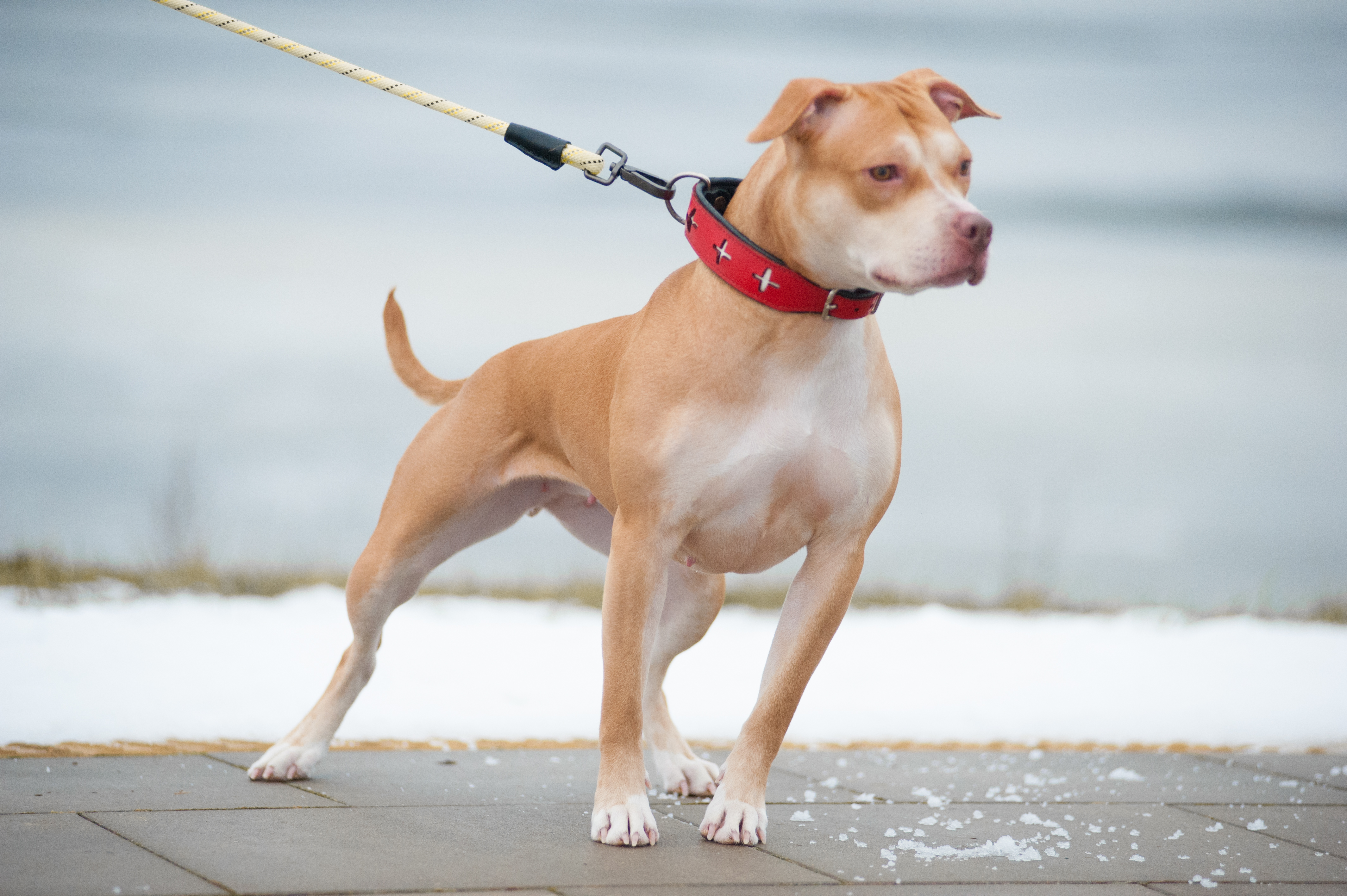 Ofrn kennels store