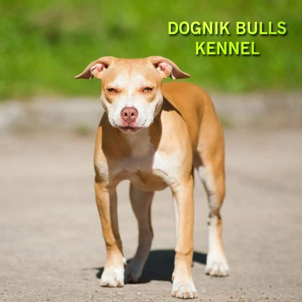 Working deals apbt kennels