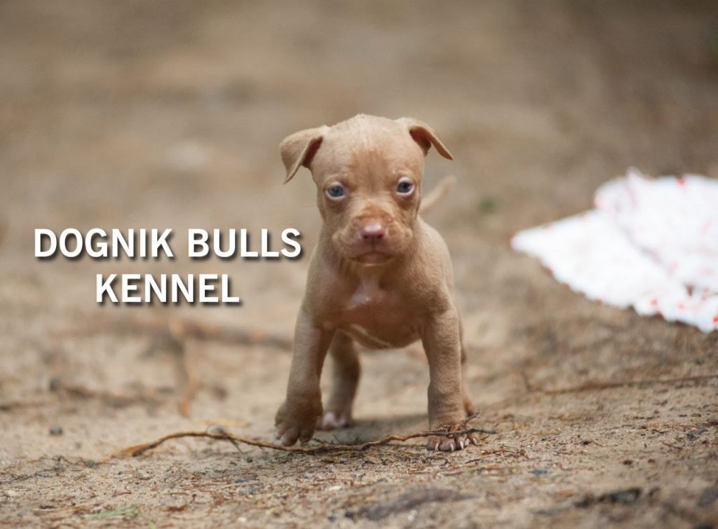 Chocolate pitbull 2024 puppies for sale