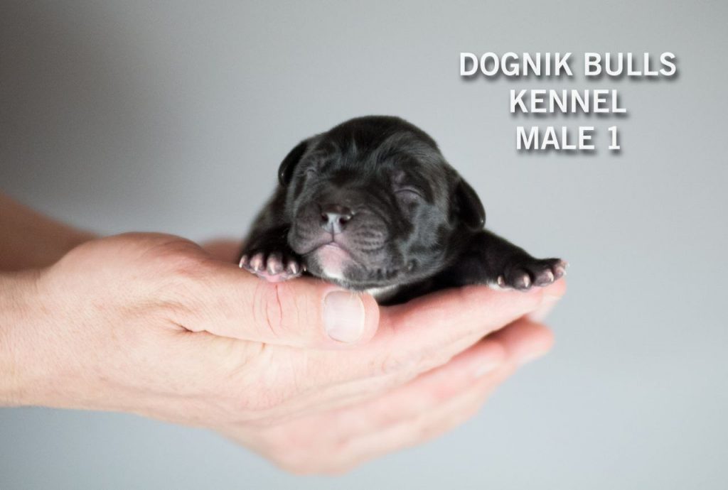 Pitbull terrier puppies Ireland DOGNIK BULLS