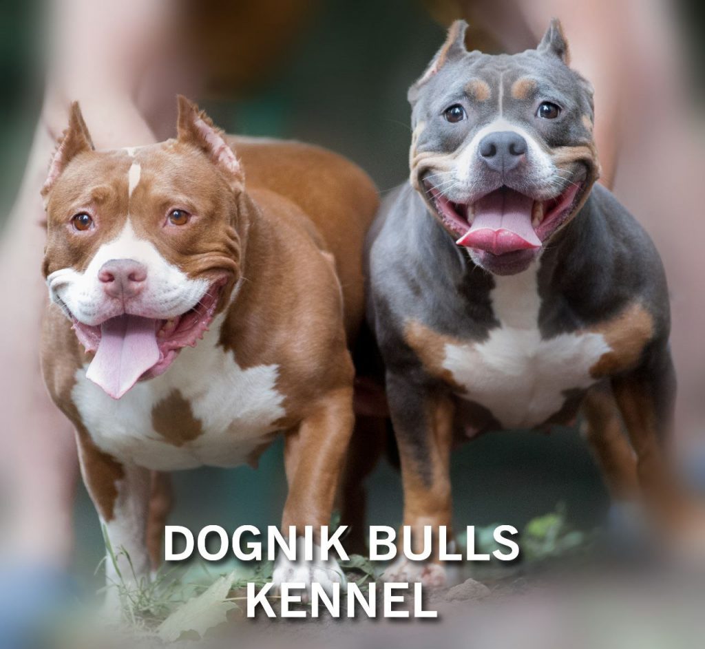 Best american bully kennels best sale