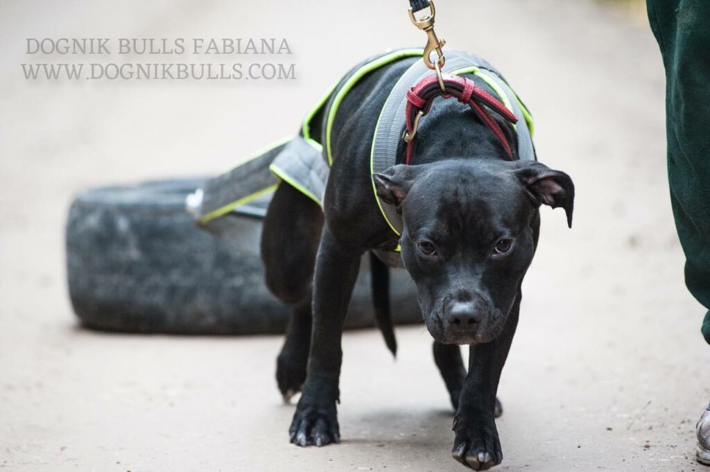 Pitbull Terrier Dognik Bulls Fabiana