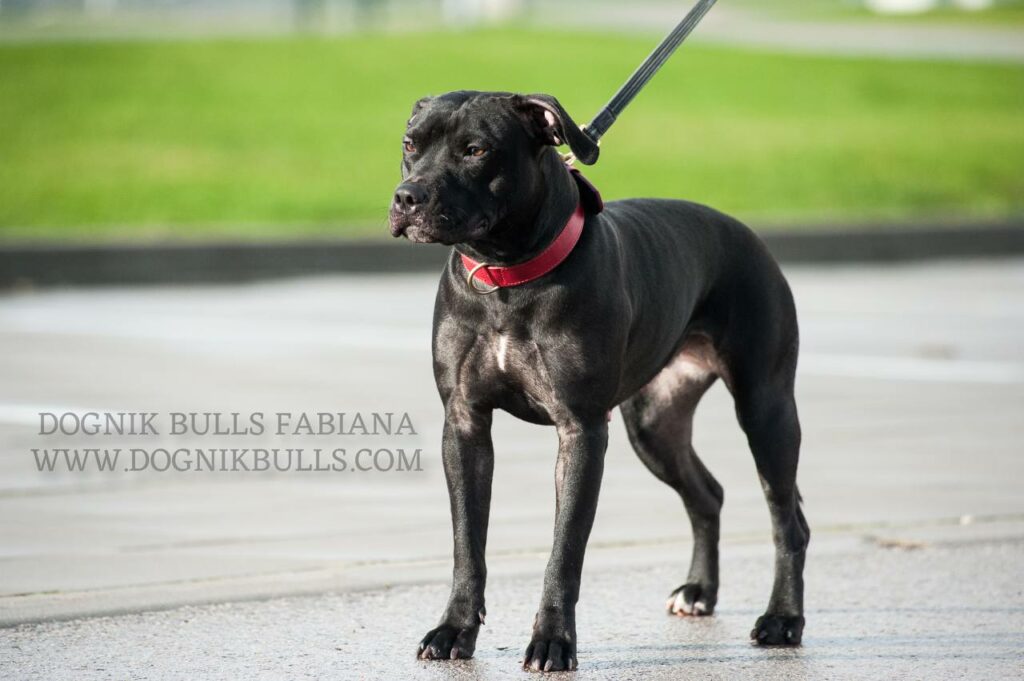 Pitbull Terrier Dognik Bulls Fabiana