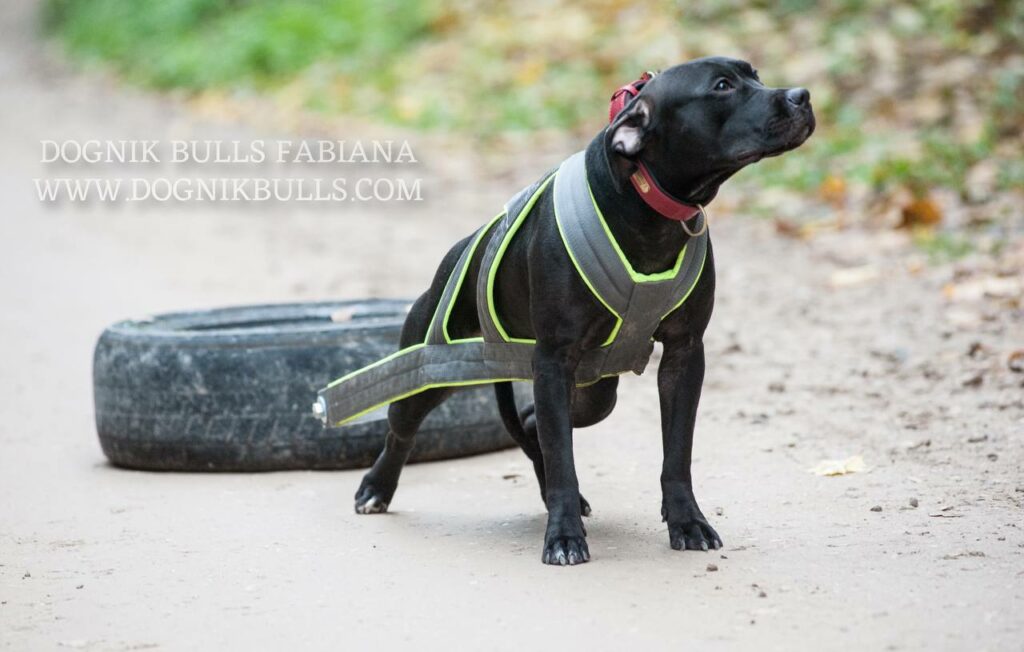 Pitbull Terrier Dognik Bulls Fabiana