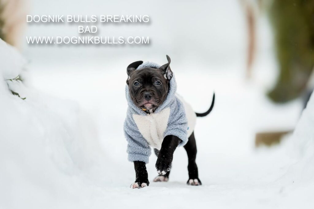 Pitbull terrier kennel Dognik Bulls Breaking Bad